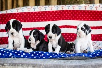 /album/fotogalerie-vrh-g/litter-g-eae-03-jpg/